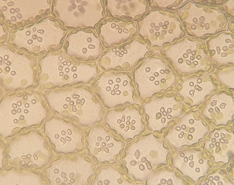 Calypogeia sphagnicola